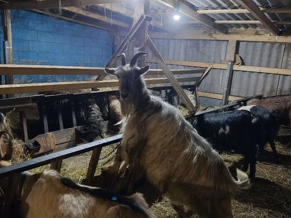 Goat, Goats — Moldova