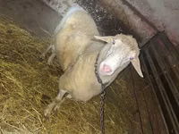 Ram, Sheep — photo 2
