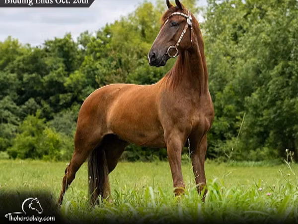 اسب نر, Tennessee Walking Horse