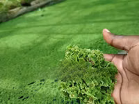 High Quality Azolla Seedling For Replanting — zdjęcie 2