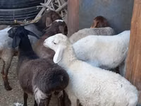 भेड़ें (लॉट, लिंग निर्दिष्ट नहीं), भेड़ — फ़ोटो 5