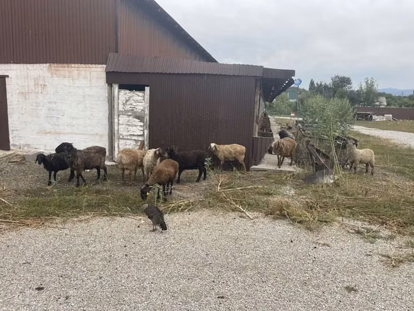 Koç, Koyunlar — Kazakistan