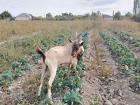 Caprone, Alpine goat — foto 3