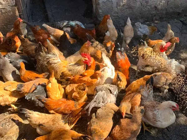 Chickens — Armenien