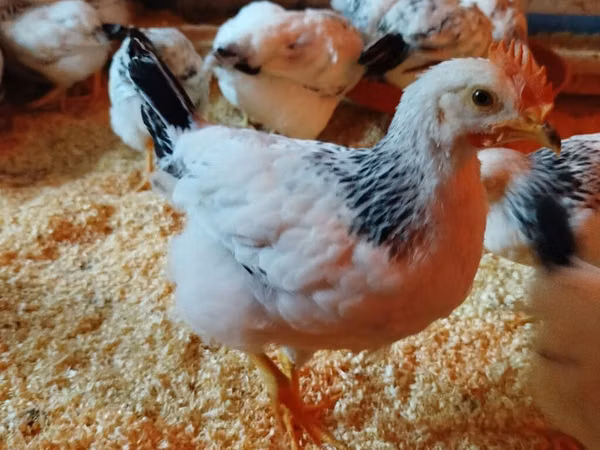 Chickens — Azerbaigian