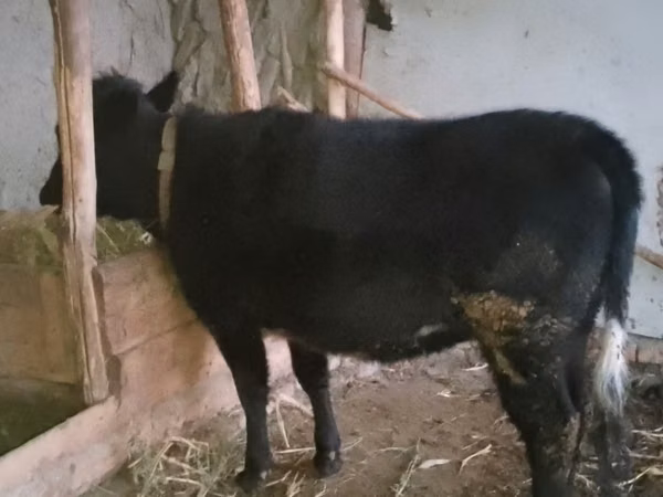 Cattle (batch, sex not specified), Cattle — Uzbekistan