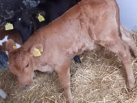 Lembu ternakan (lot, jantina tidak dinyatakan), Cattle — foto 4