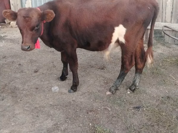 Cattle (batch, sex not specified), Cattle — Kazakhstan