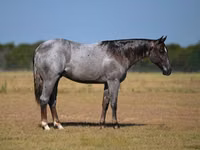 公马, Quarter Horse — 照片 1
