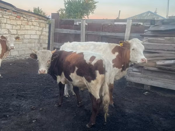 सांड, Simmental cattle — कज़ाखस्तान