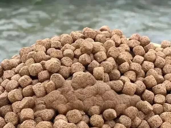Fish Feeds on Sale