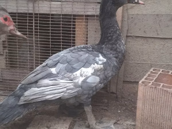 Turkeys