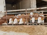 گاو و گوساله (گروه، جنسیت مشخص نشده), Simmental cattle — عکس 1