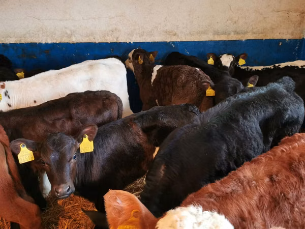 Toro, Bovini