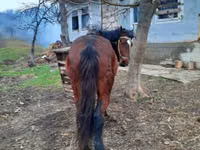 ሴት ፈረስ, Horses — ፎቶ 3