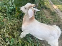 Kambing jantan, Goats — foto 5