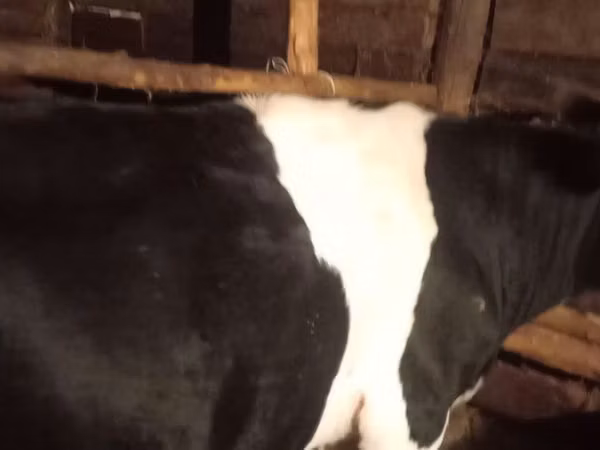 Krowa, Russian Black pied cattle — Kazachstan