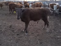 Vaca, Latvian Blue cattle — foto 3