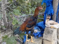 Shamo tavukları — foto 7