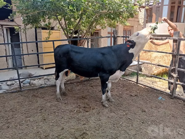 Cattle (batch, sex not specified), Aberdeen-Angus