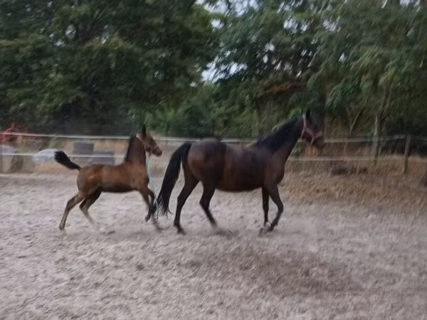 Cavalla, Lipizzaner
