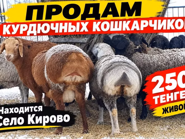 Ram, Kazakh fat-tailed coarsewool sheep