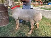 Κριός, Arashan sheep — φωτογραφία 3