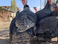 Индюк Тушка 
Молодые вкусные 
Халал 100%
Вес около 6-7кг — புகைப்படம் 3