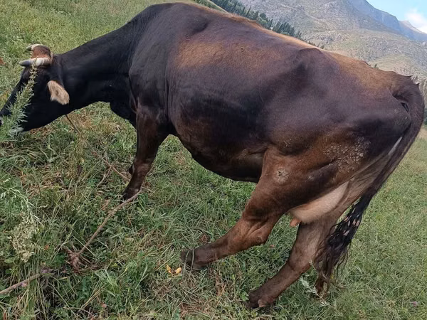 Cow, Swiss cattle — Kyrgyzstan