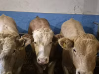 Sığır (parti, cinsiyet belirtilmedi), Simmental cattle — foto 6