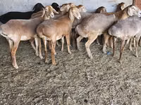 Sheep, Arashan sheep — photo 1