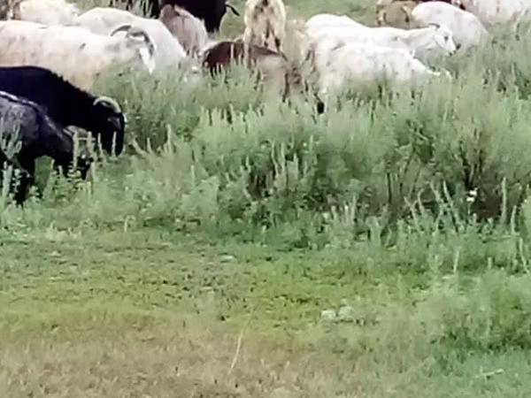 Goat, Goats — Kazakhstan