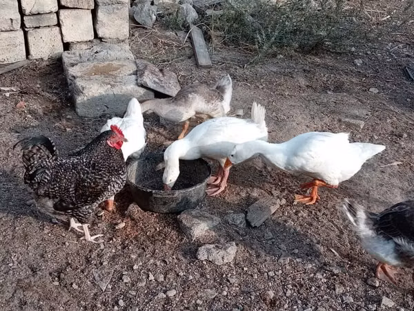 Geese
