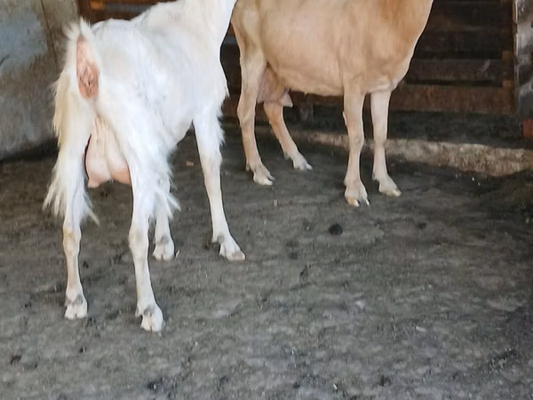 Goat, Goats — Moldova