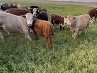 Bull, Auliekol breed — photo 1