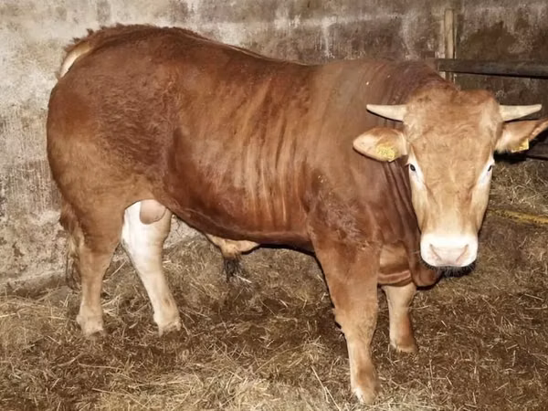 Cow, Cattle — Poland