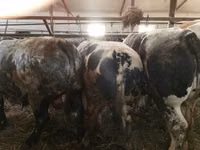 Sığır (parti, cinsiyet belirtilmedi), Simmental cattle — foto 1