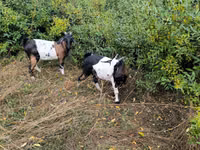Goat, Goats — photo 3