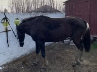 اسب نر, Russian Don — عکس 3