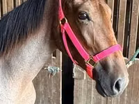 Азаргагүй морь, Rocky Mountain Horse — 4 зураг