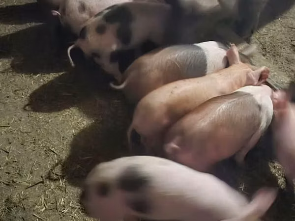 Sow, Pigs — Moldova