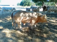 Dibi, Charolais cattle — sawirka 1