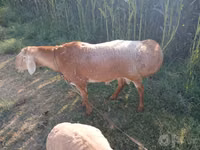 Ram, Edilbay sheep — photo 5