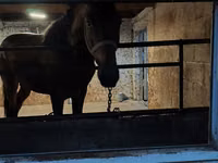 ঘোড়া, Arabian horse — ছবি 6
