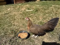 Danish hen — photo 7