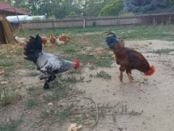 Chickens — Hangari