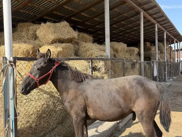 Horse (M), Horses — Kazakhstan