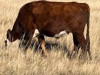 सांड, Latvian Blue cattle — फ़ोटो 6