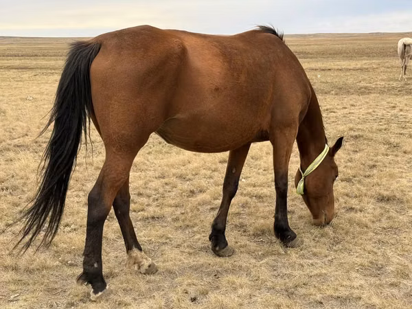 Mare, Kazakh horse — Kazakhstan
