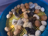 سیلکی — عکس 1